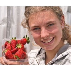 SIMPLY STRAWBERRIES  250 Gram Punnet Aongatete Grown